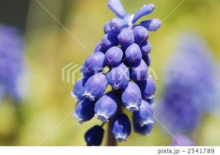 ムスカリ ムスカリ 2541789