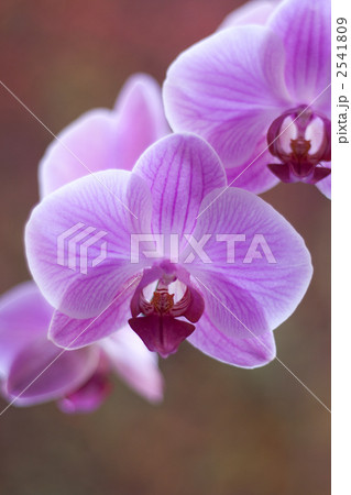 胡蝶蘭 2541809