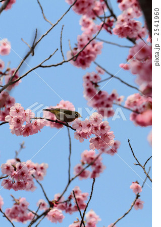 陽光桜とメジロ 2541960