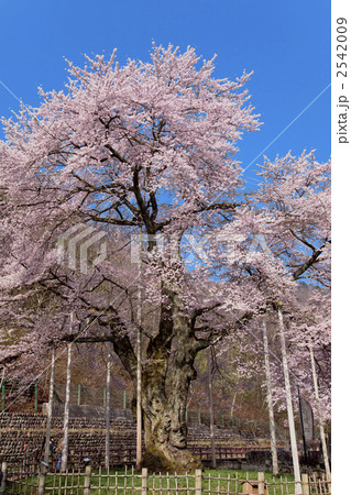 【岐阜県】荘川桜 【岐阜県】荘川桜 2542009
