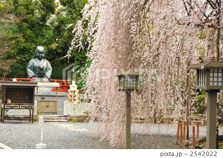 京都　千本釈迦堂　おかめ桜 2542022