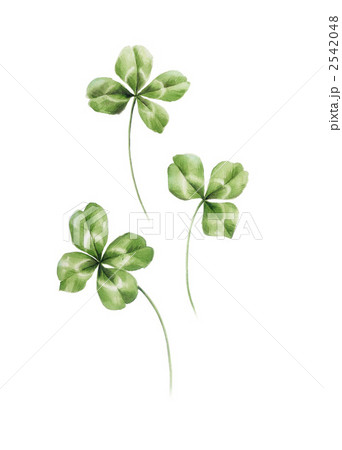 クローバー2 2542048