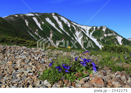 チシマギキョウと山並み 2542275