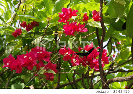 ブーゲンビリアと蝶 2542419