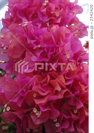 ブーゲンビリア 2542420