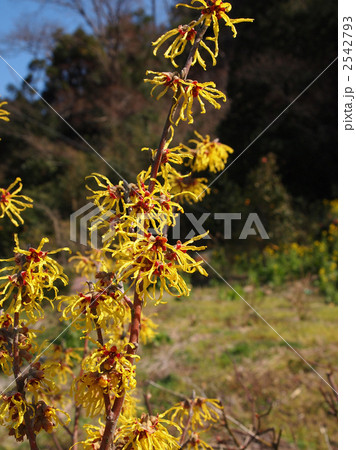 マンサクの花 2542793