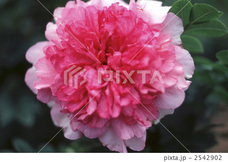 61721　バラ　オールドローズ　イザヨイバラ 2542902