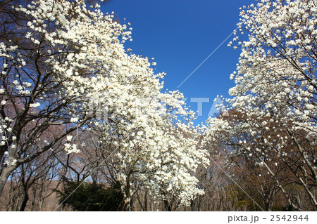 満開のハクモクレン 2542944