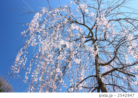 青空の下のしだれ桜 青空の下のしだれ桜 2542947