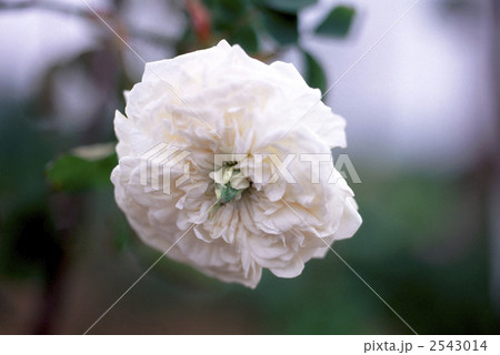 61827　バラ　オールドローズ 2543014