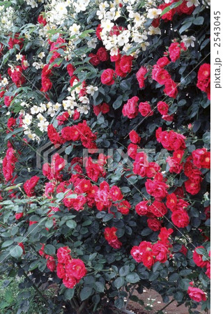 61889　バラ　オールドローズ 2543045