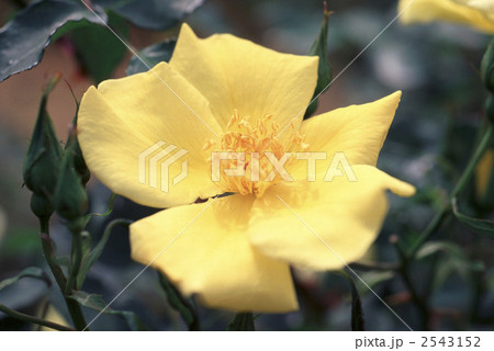 62081 バラ オールドローズ 62081 バラ オールドローズ 2543152