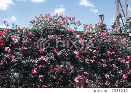 621561　バラ　オールドローズ　モーツアルト 2543210