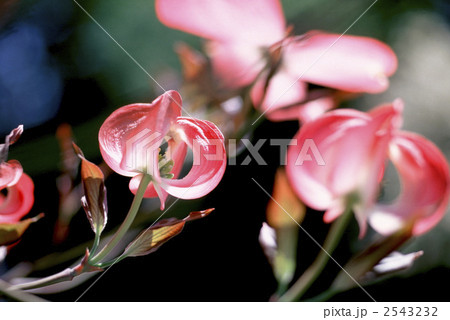 62248 ハナミズキ 62248 ハナミズキ 2543232