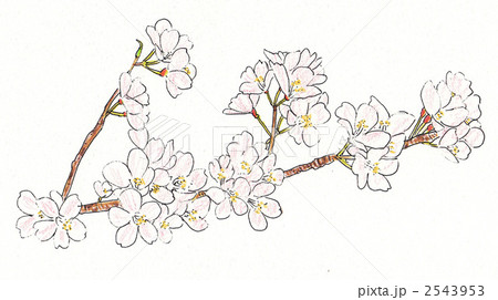 ソメイヨシノ 桜 花のイラスト素材