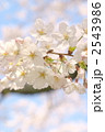 桜 2543986