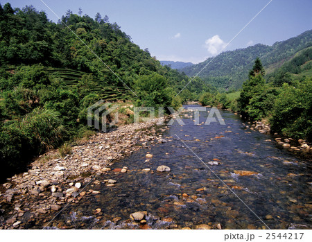 武夷山のウーロン茶畑 武夷山のウーロン茶畑 2544217