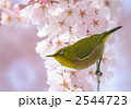 枝垂れ桜とメジロ 2544723