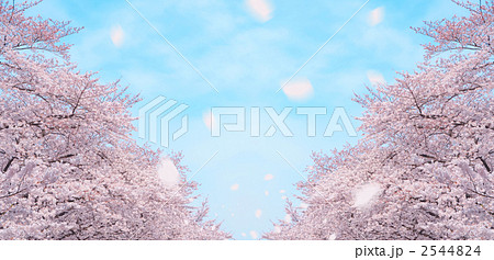 ソメイヨシノ 桜 桜並木のイラスト素材