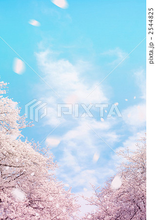 桜の背景のイラスト素材
