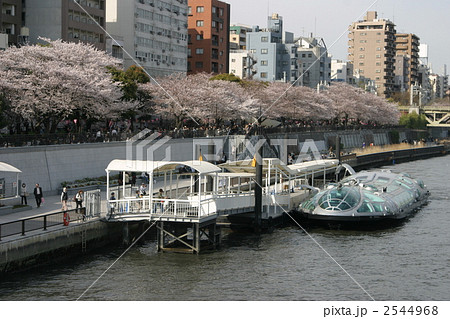 墨田公園の桜と卑弥呼 2544968