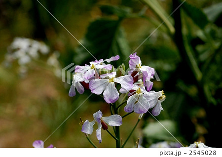 ハマダイコン 2545028