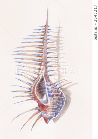 骨貝 骨貝 2545217