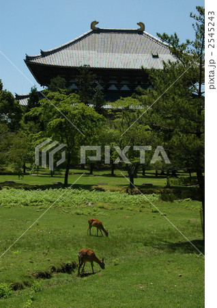 奈良公園　鹿と大仏殿 2545243