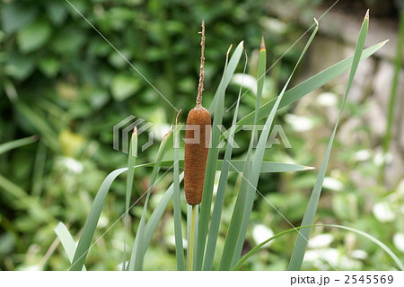 ソーセージのなる草 いいえ蒲の穂ですの写真素材