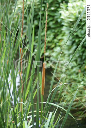 竹輪のなる草 いいえ蒲の穂ですの写真素材