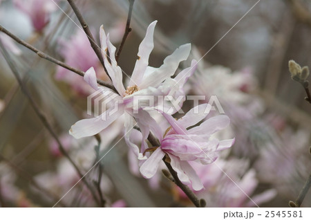 四手辛夷　大きく開きました　 2545581