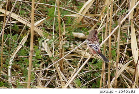 紅猿子　ベニマシコ雄 2545593
