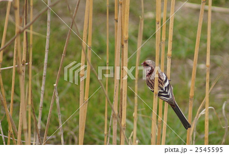 紅猿子　ベニマシコ雄 2545595