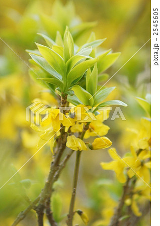 春を告げる花「連翹」 満開です 春を告げる花「連翹」 満開です 2545605