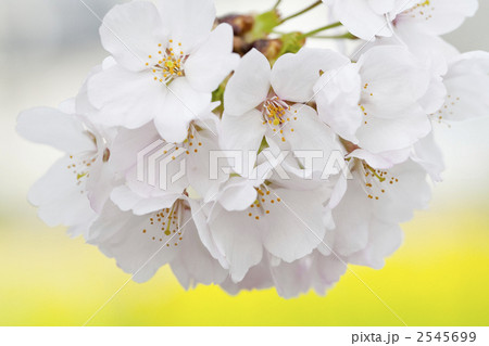 桜 2545699
