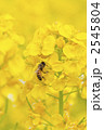 菜の花とミツバチ 2545804