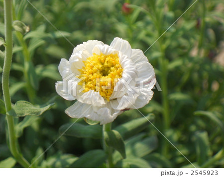 はなかんざし はなかんざし 2545923