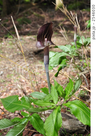 ミミガタテンナンショウ 2546030