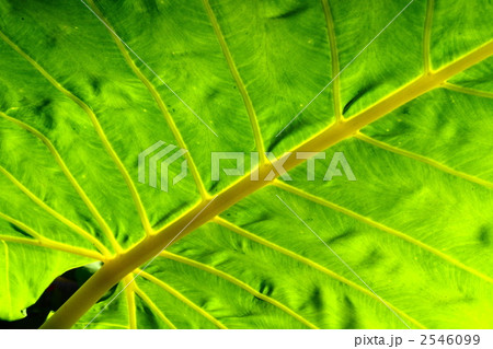 12月熱帯植物　シマクワズイモ・サトイモ科03 2546099
