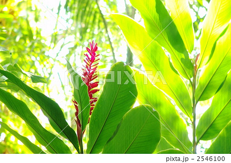 熱帯植物　レッドジンジャー・ショウガ科10 2546100