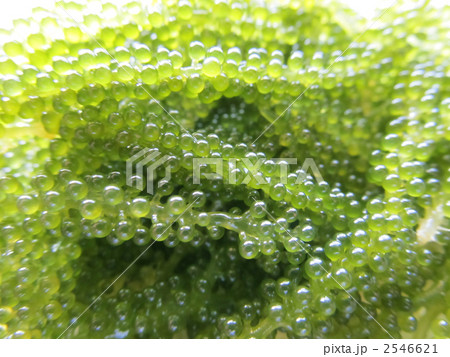 宮古島産　海ぶどう 2546621