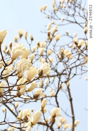 白モクレンの開花 2546652