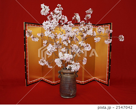 生け花 生花 桜の写真素材