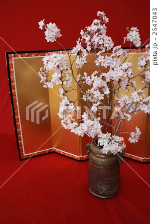 生け花 生花 桜の写真素材