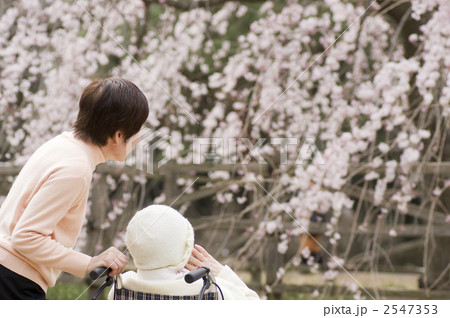 介護イメージ 花見 介護イメージ 花見 2547353