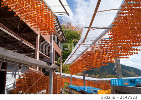 串柿 串柿 2547523