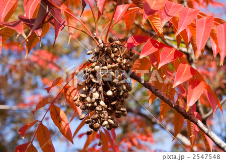 ハゼの紅葉とハゼの実 2547548