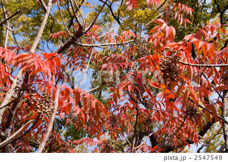 ハゼの紅葉とハゼの実 2547549