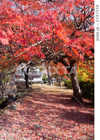 ハゼノキ紅葉の小径 2547550