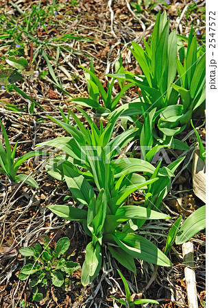 野草・ヤブカンゾウ（ユリ科） 2547572